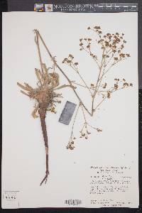 Eriogonum alatum var. alatum image