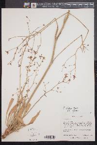 Eriogonum alatum image