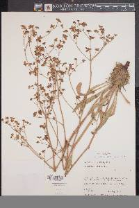 Eriogonum alatum image