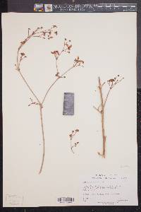 Eriogonum alatum image