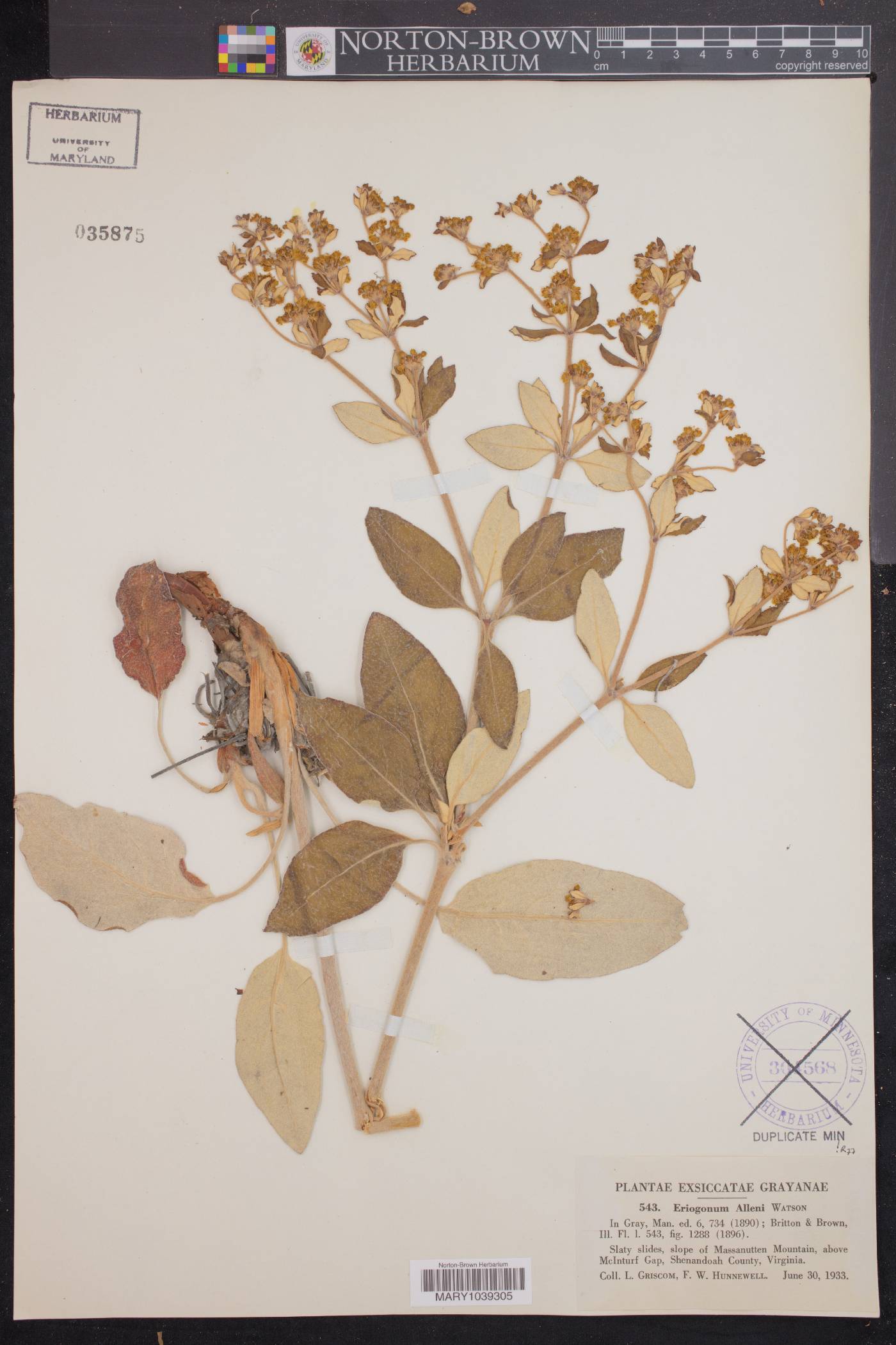 Eriogonum allenii image