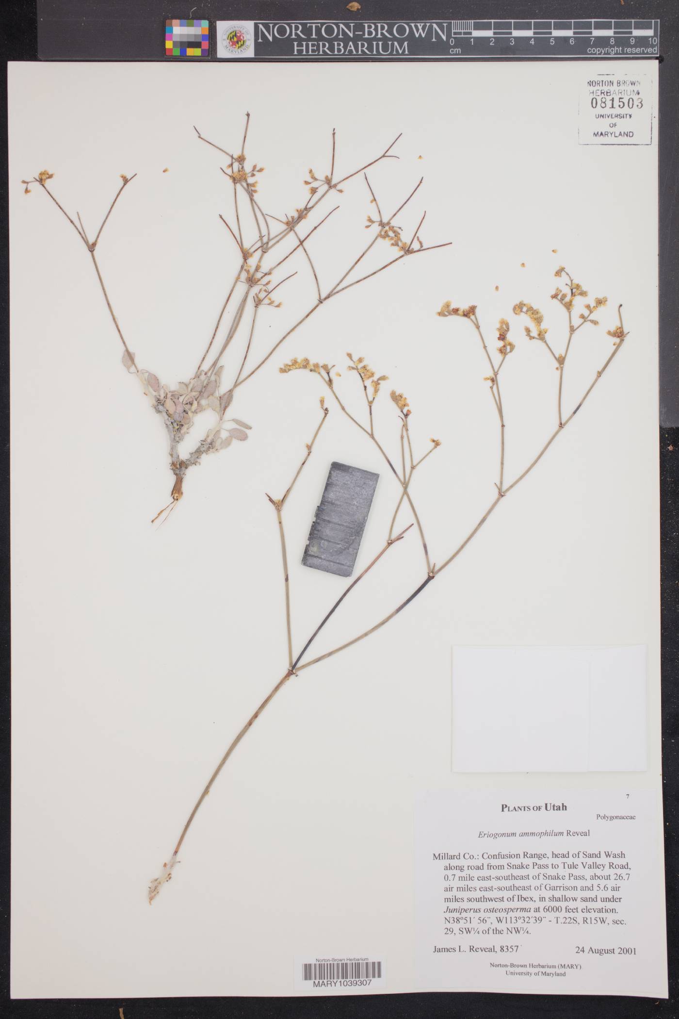 Eriogonum ammophilum image