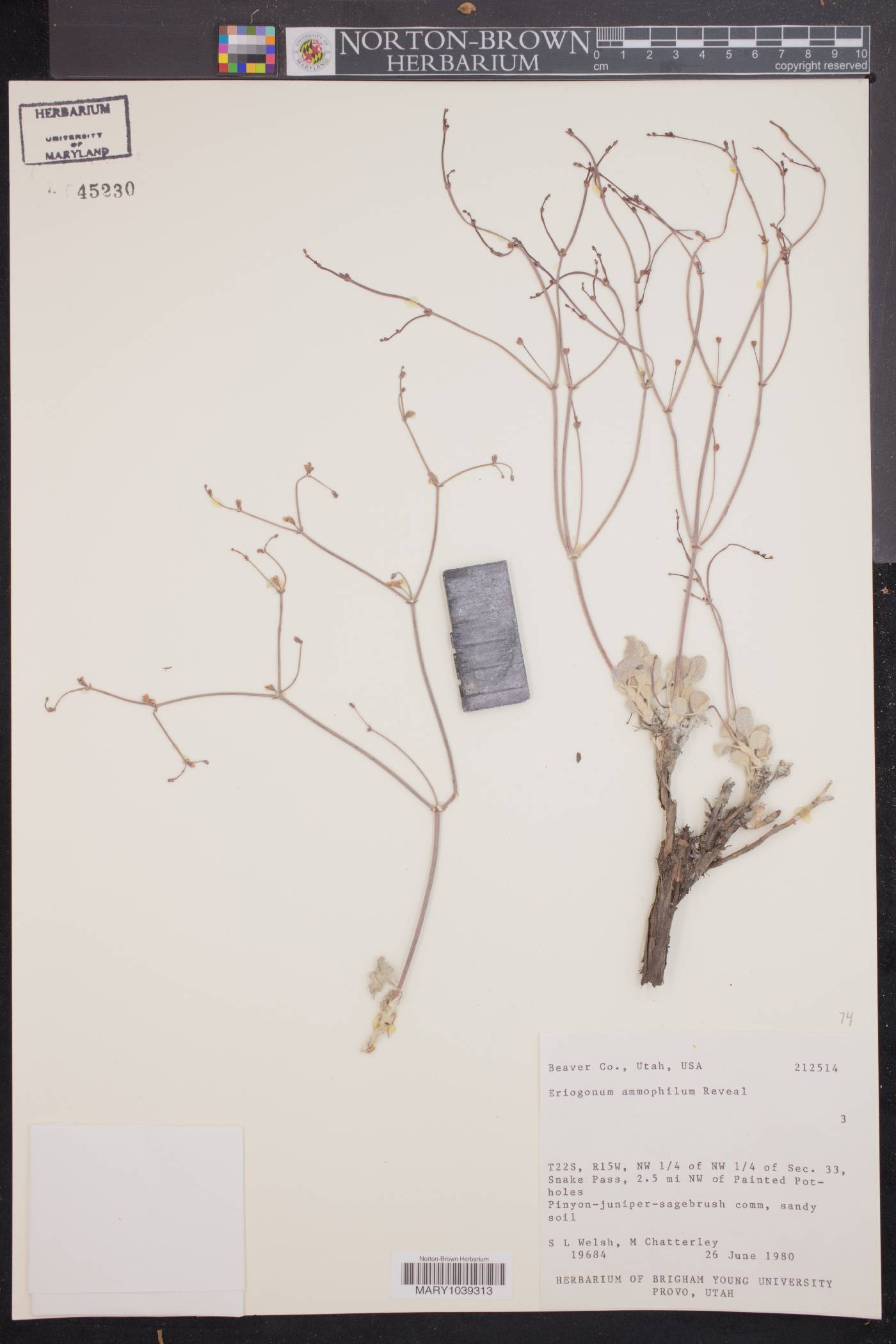 Eriogonum ammophilum image