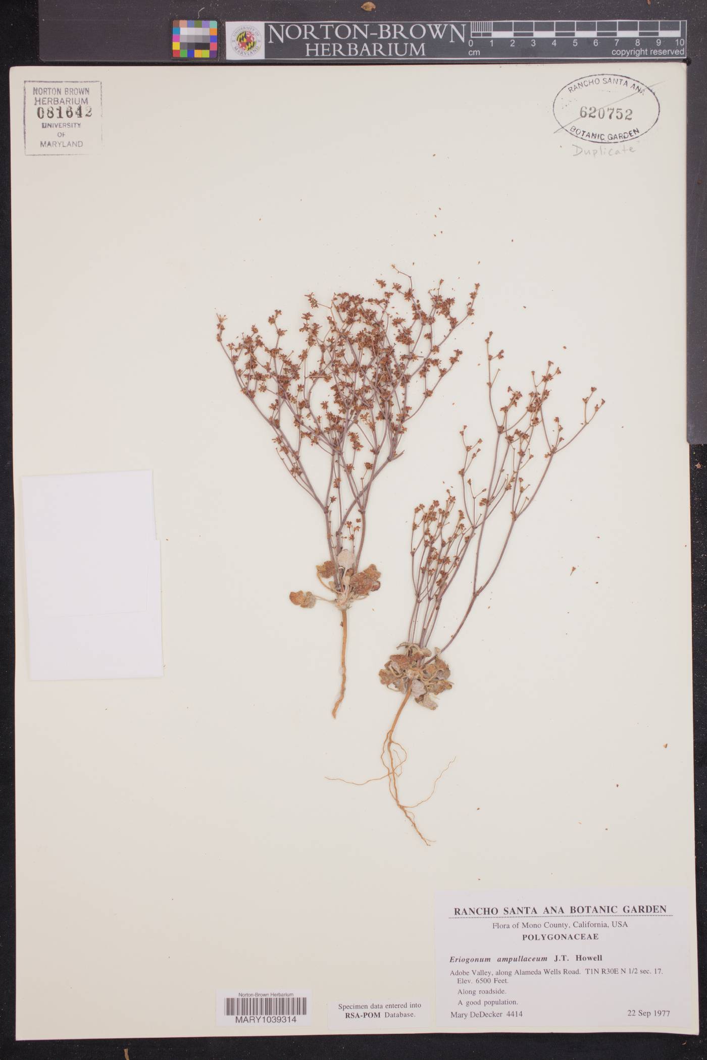 Eriogonum ampullaceum image