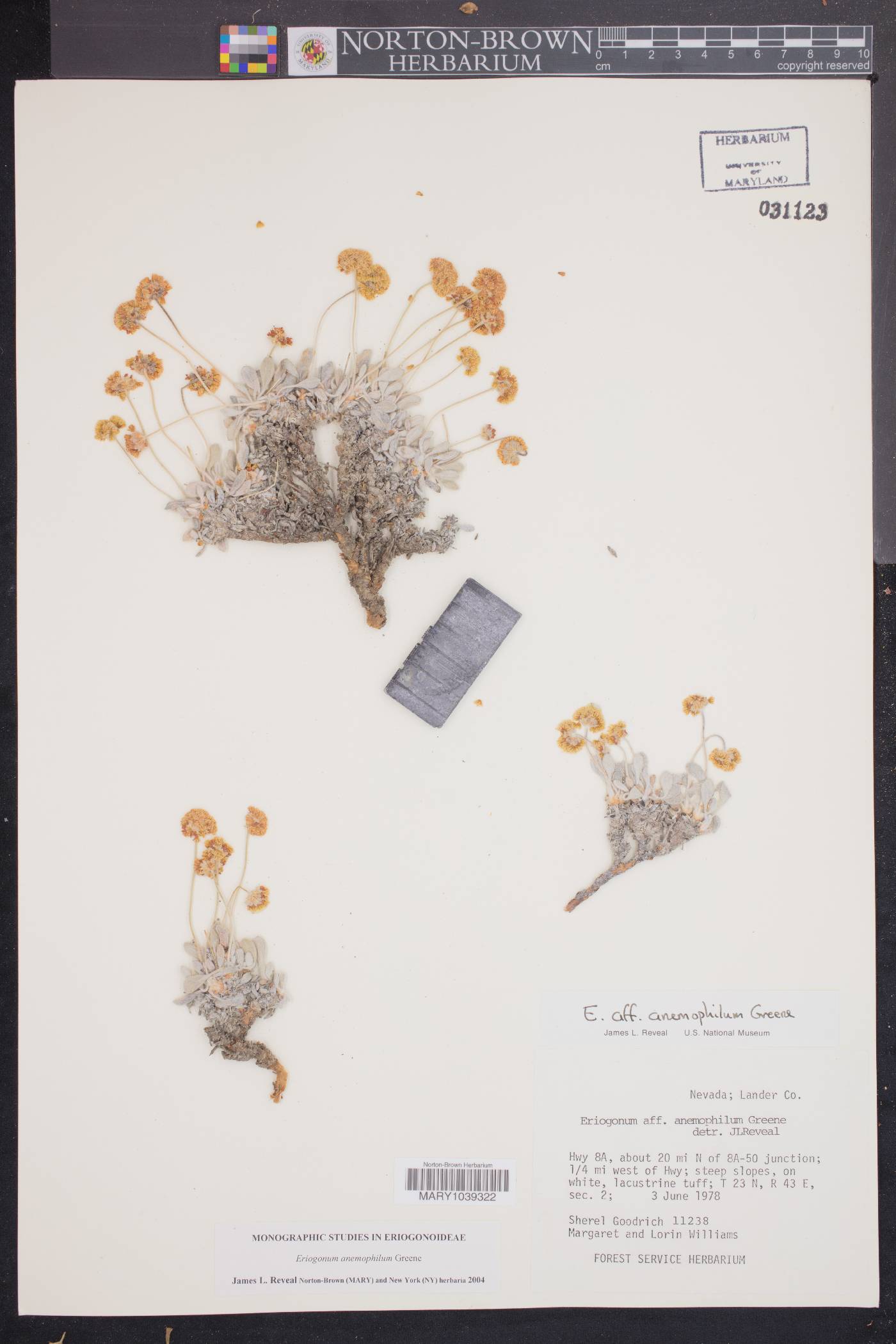 Eriogonum anemophilum image