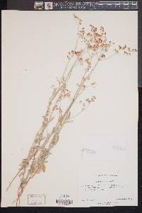 Eriogonum annuum image