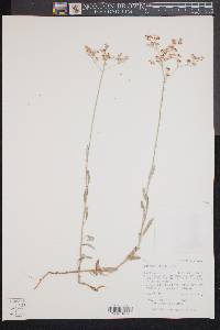 Eriogonum annuum image