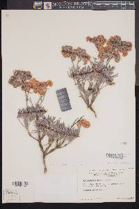 Eriogonum arborescens image