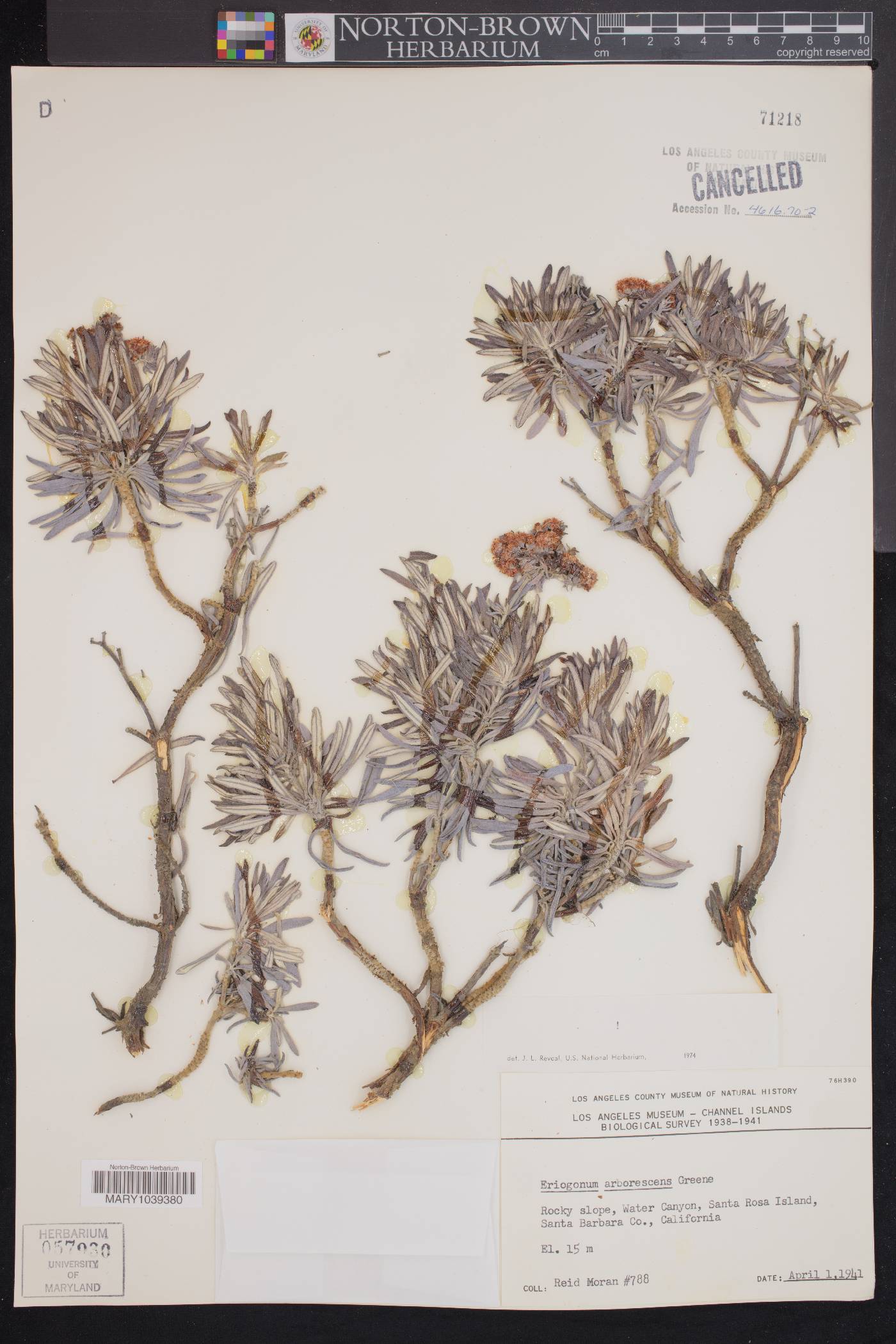 Eriogonum arborescens image