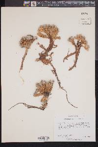 Eriogonum aretioides image