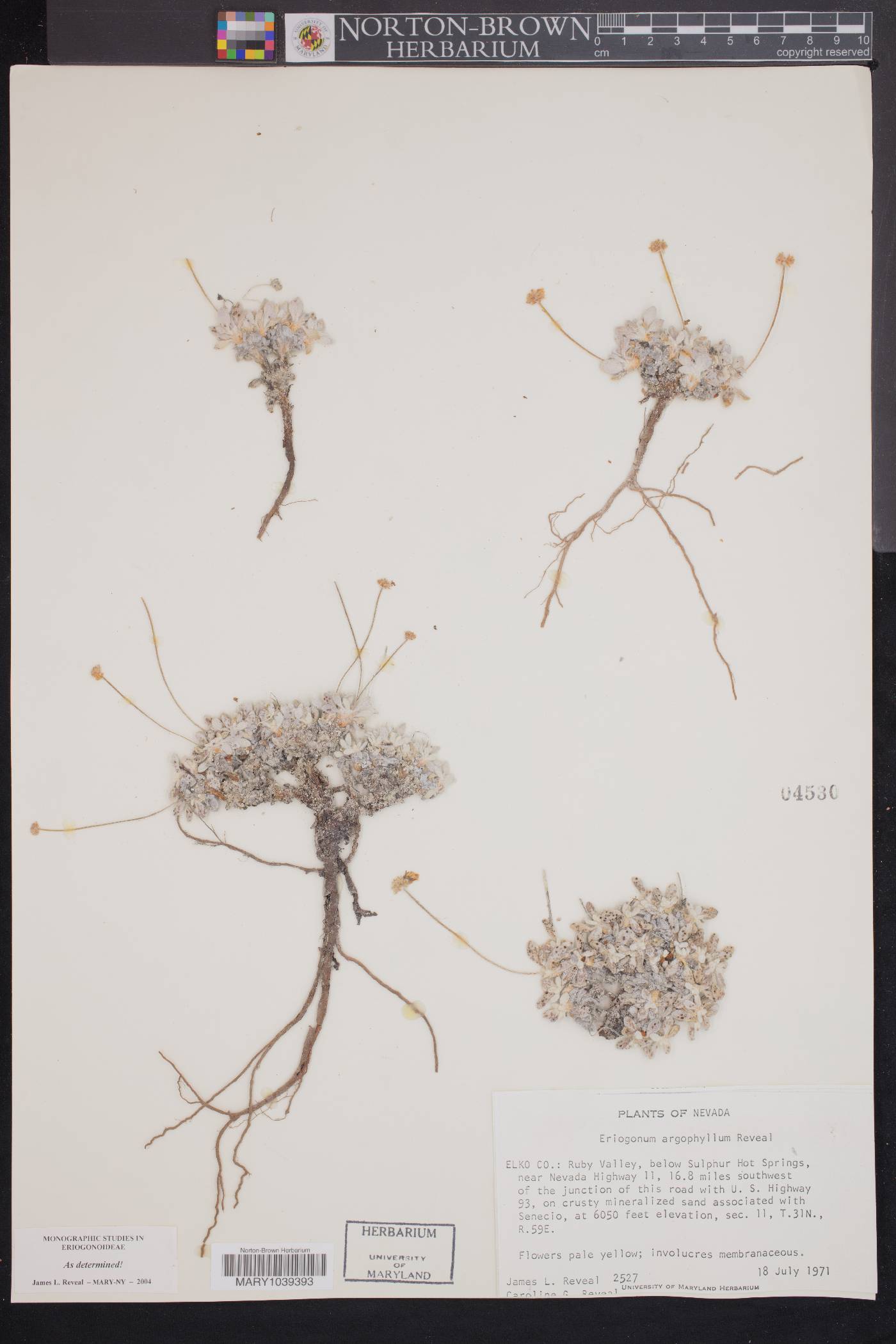 Eriogonum argophyllum image