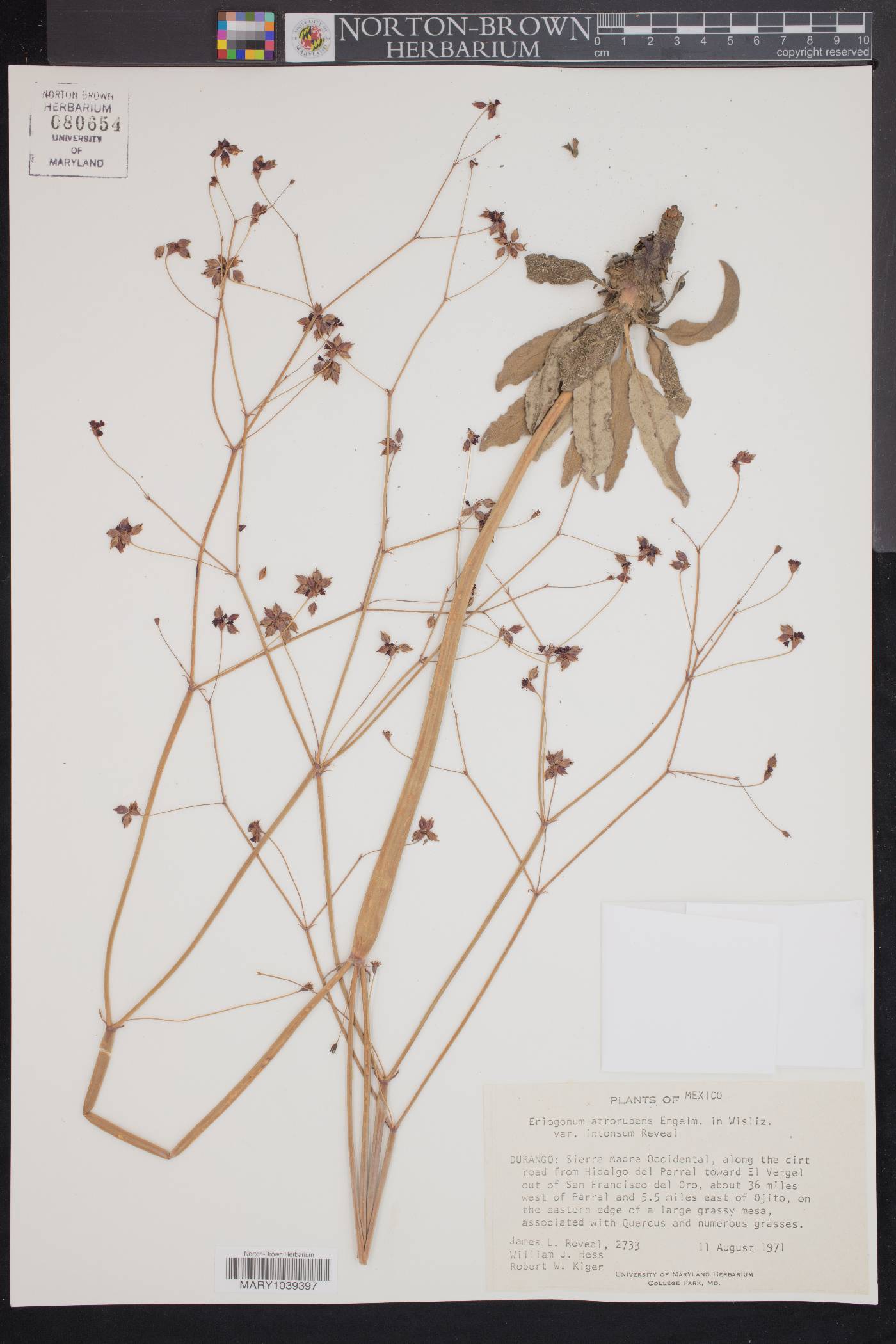 Eriogonum atrorubens image
