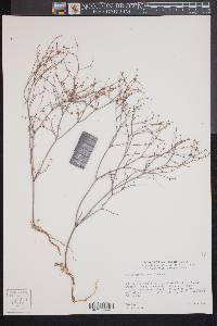 Eriogonum davidsonii image