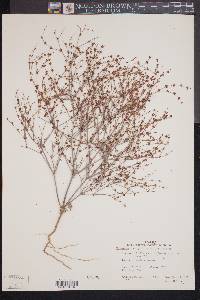 Eriogonum baileyi image