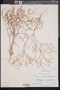 Eriogonum baileyi image