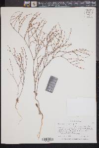 Eriogonum baileyi image