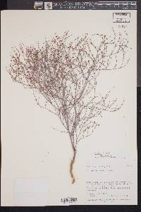 Eriogonum cernuum image