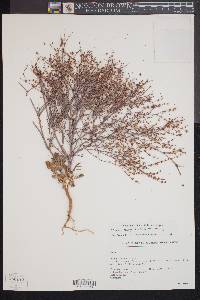 Eriogonum baileyi image