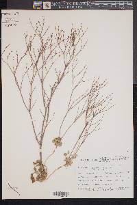 Eriogonum baileyi var. baileyi image