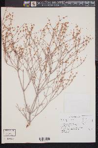 Eriogonum baileyi image