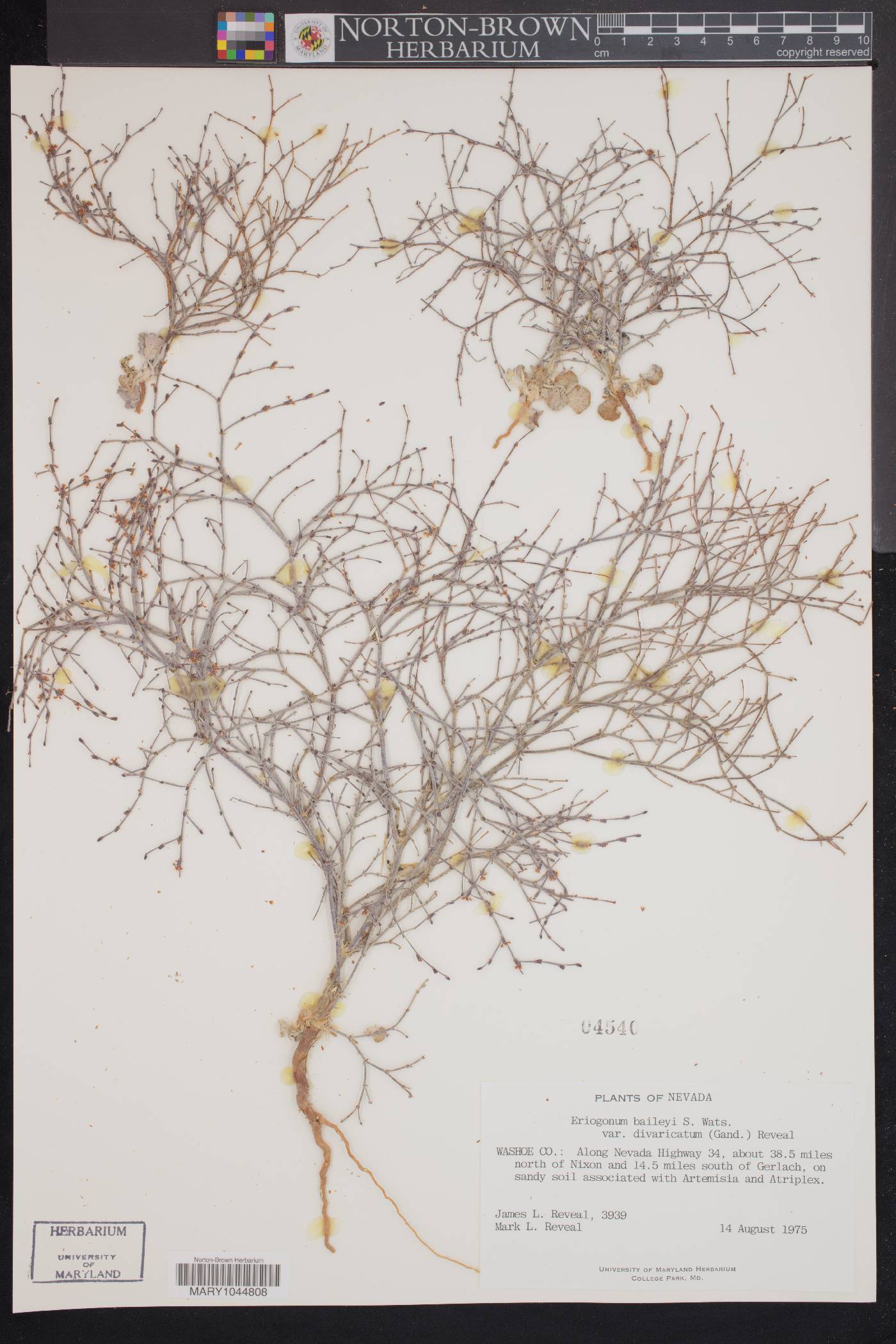 Eriogonum baileyi var. divaricatum image