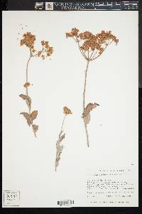 Eriogonum corymbosum image