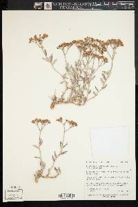 Eriogonum corymbosum image