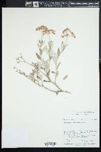 Eriogonum corymbosum image