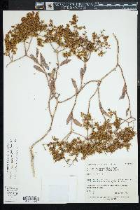 Eriogonum corymbosum image