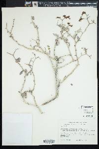 Eriogonum corymbosum image