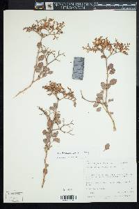 Eriogonum corymbosum var. corymbosum image