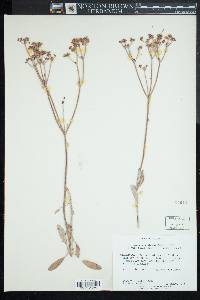 Eriogonum corymbosum var. revealianum image