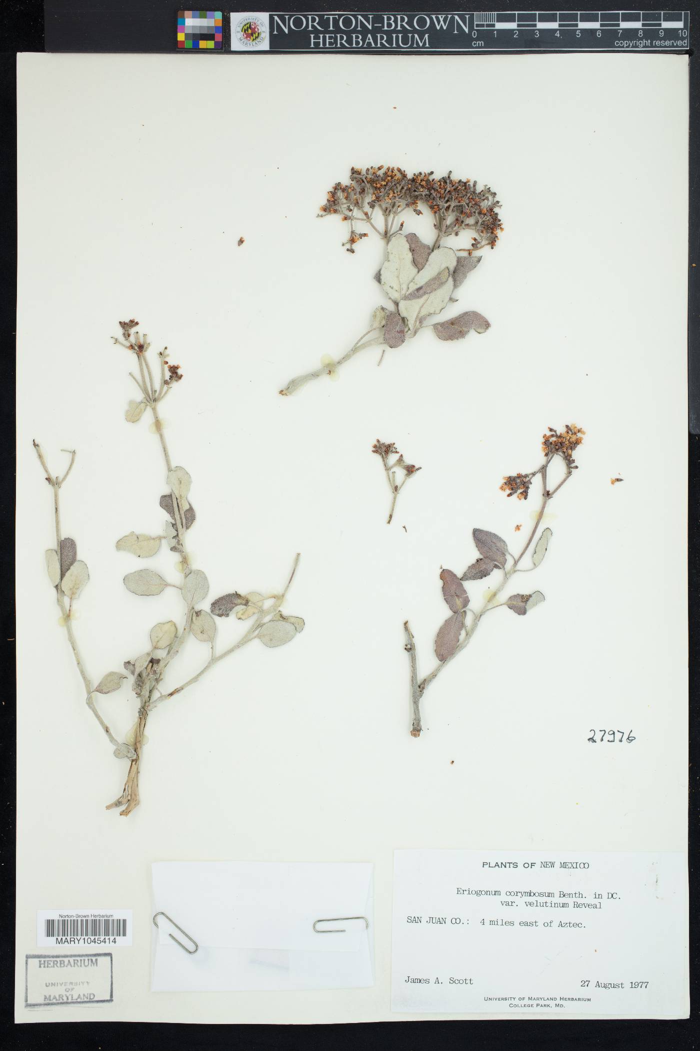 Eriogonum corymbosum var. velutinum image