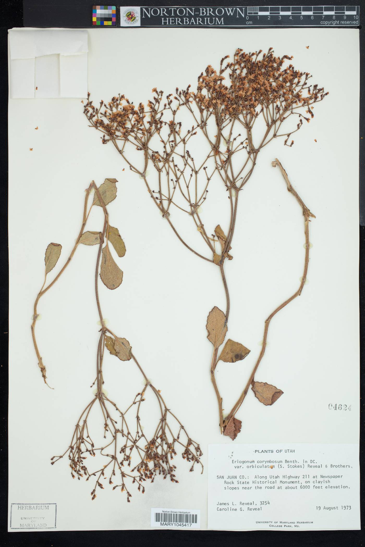 Eriogonum corymbosum var. orbiculatum image