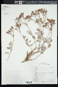 Eriogonum corymbosum image