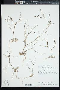 Eriogonum vimineum image