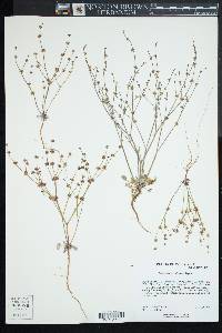 Eriogonum covilleanum image