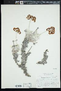 Eriogonum crocatum image