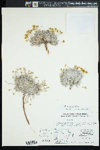 Eriogonum crosbyae image