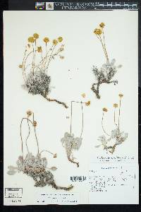 Eriogonum crosbyae image