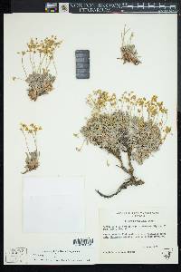 Eriogonum cusickii image