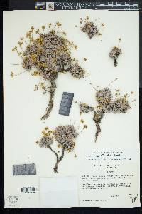 Eriogonum cusickii image