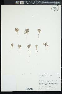 Eriogonum darrovii image