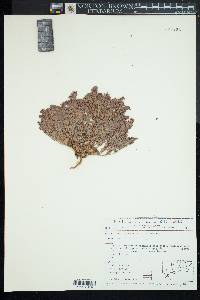 Eriogonum darrovii image