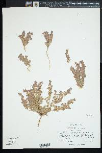 Eriogonum darrovii image