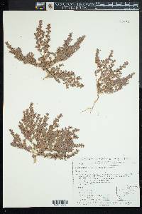 Eriogonum darrovii image