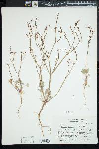 Eriogonum davidsonii image