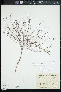 Eriogonum davidsonii image