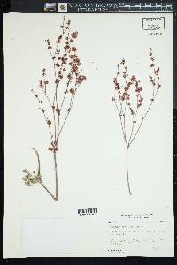 Eriogonum davidsonii image