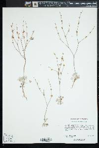 Eriogonum davidsonii image